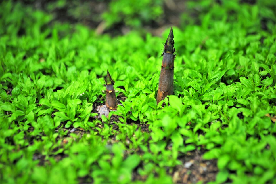 Bamboo bamboo shoots vitality
