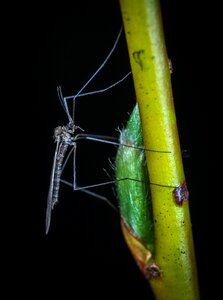 Nature living nature macro