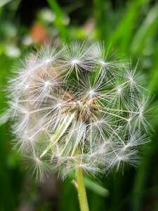 Summer nature seeds