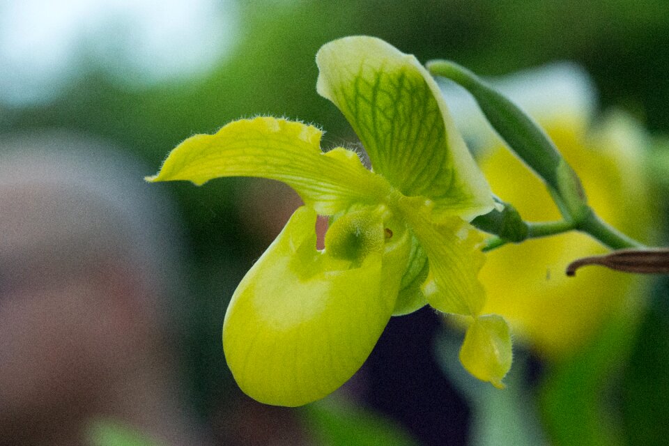 Beautiful flower plant nature