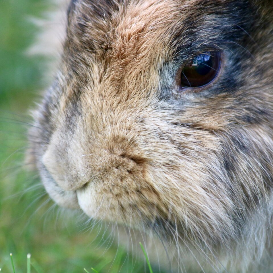 Animal animal world cute