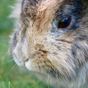 Animal animal world cute