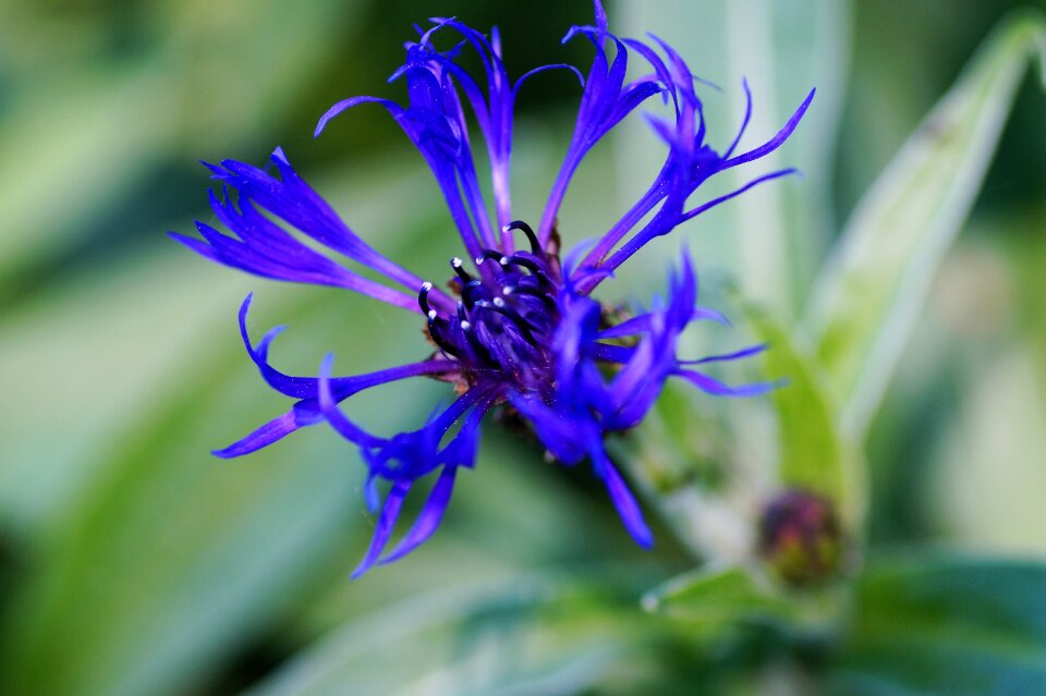 Vernal develops flower