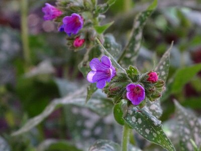 The shade compatible medicinal herb pulmonaria