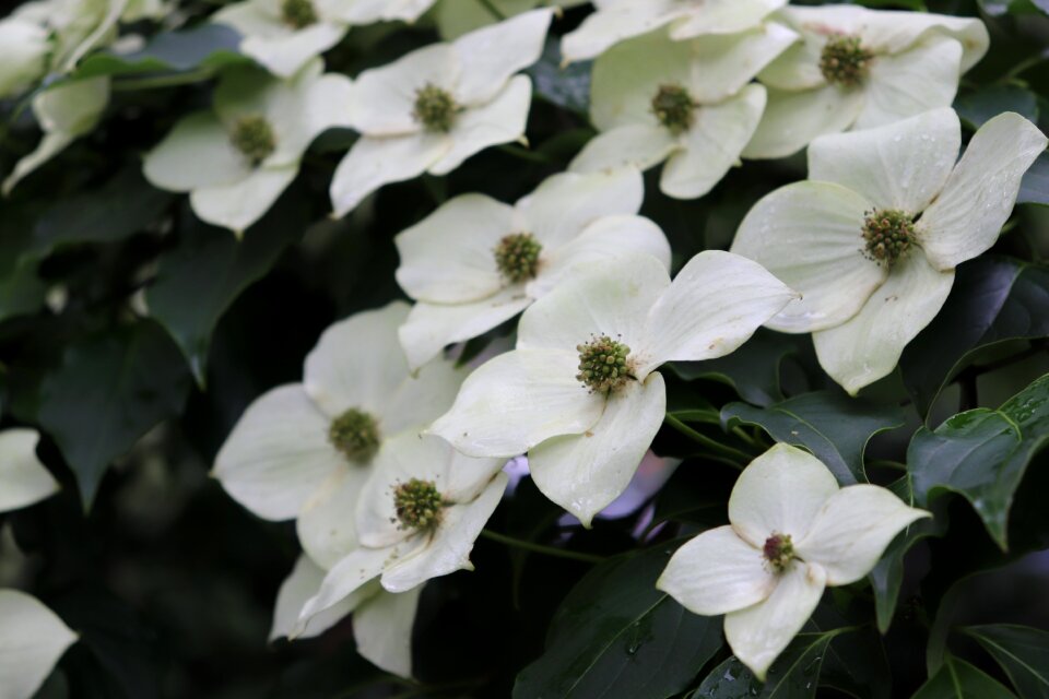 Plant white flowers delicate