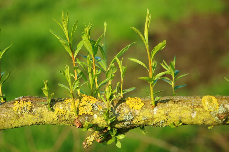 Nature plant leaf