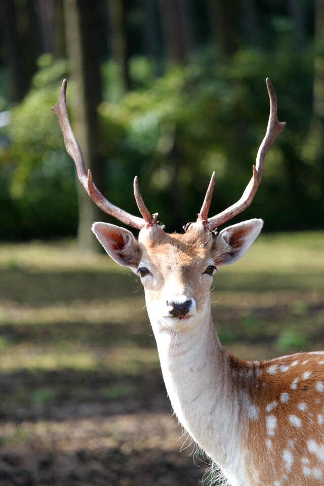 Antler forest nature