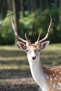 Antler forest nature