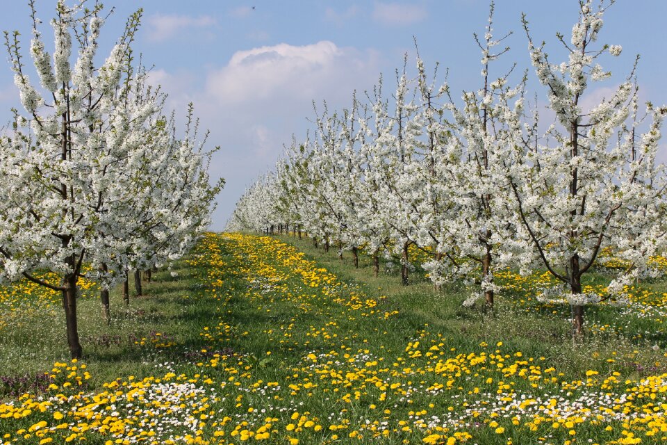 Cherries cherry blossom Free photos
