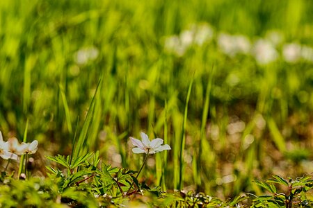 White nature