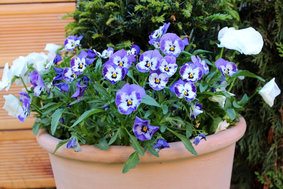 Garden floral nature