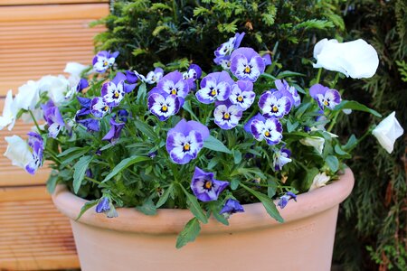 Garden floral nature