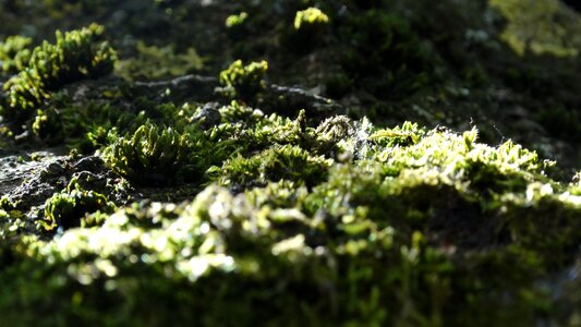 Nature forest texture photo