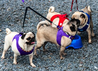 Cute animal pug