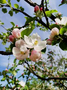 Branch apple flower gardening photo