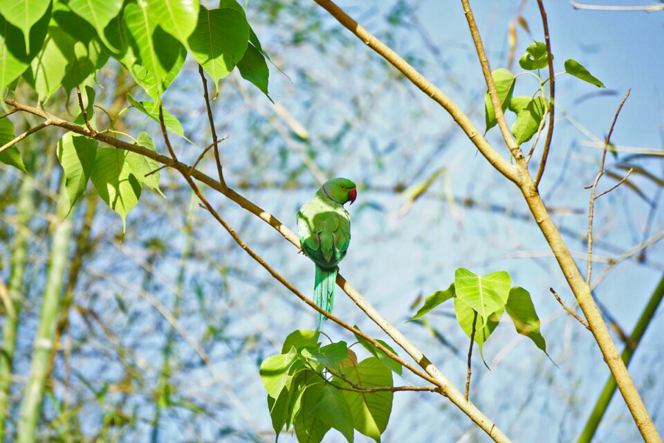 Parrot green parrot