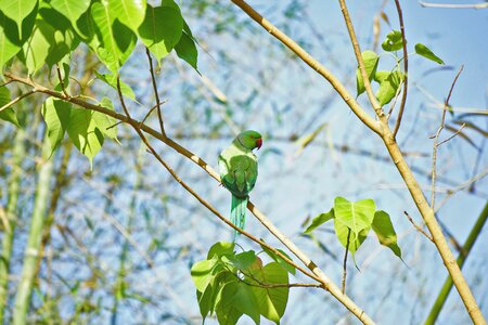 Parrot green parrot