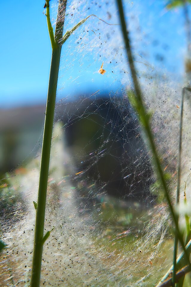 Web harmless may
