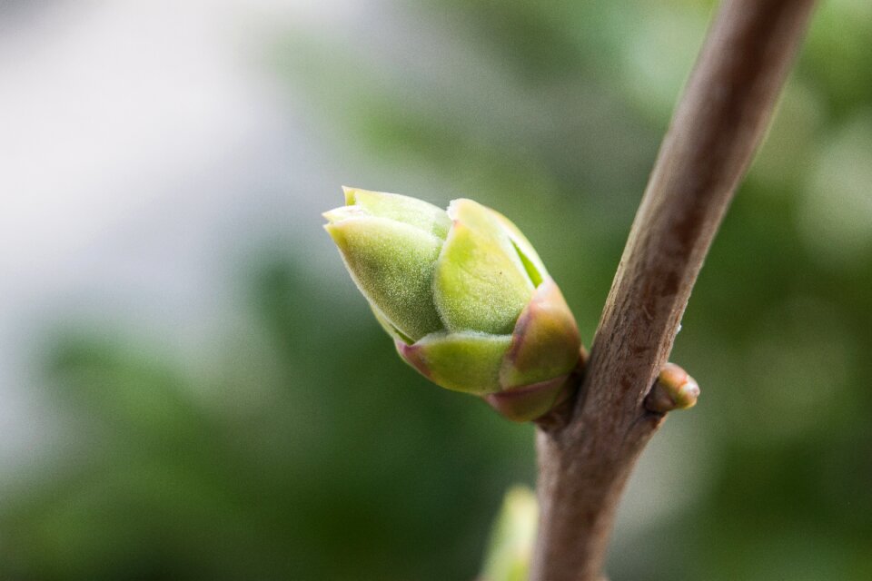 Outdoor plant growth