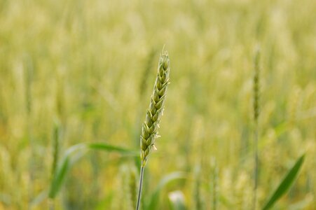 Rural area wheat crop photo