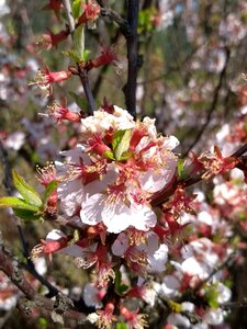 Branch of cherry spring Free photos photo