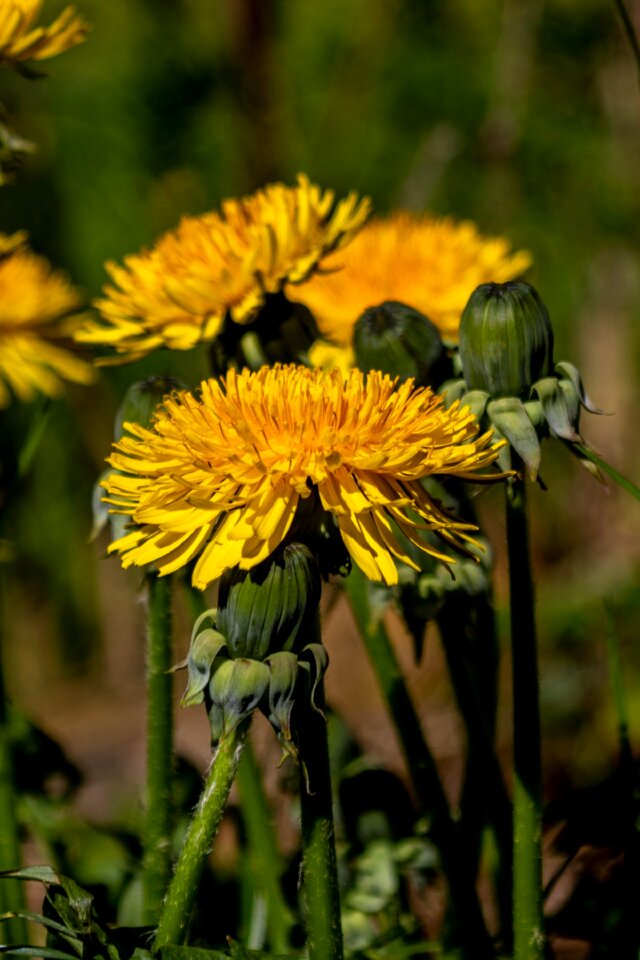 Taraxacum knob spring photo