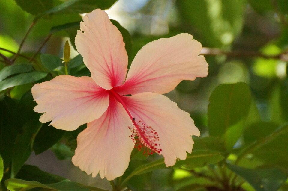 Floral petals