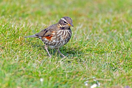 Redwing helgoland north sea photo