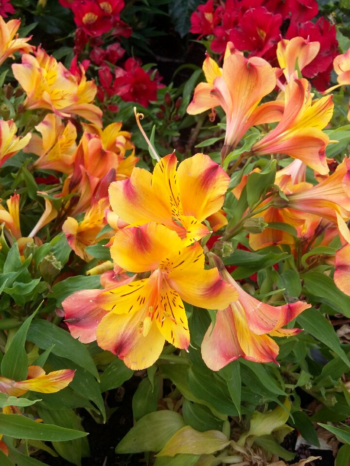 Flowers petal petals