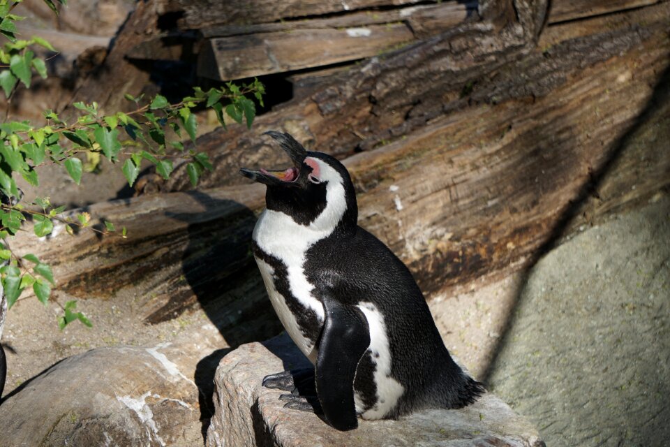 Nature animal antarctica
