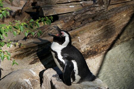 Nature animal antarctica