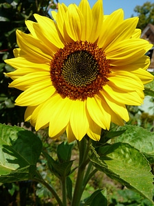 Yellow yellow flower decorative