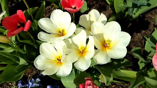 Tulips spring flower floral
