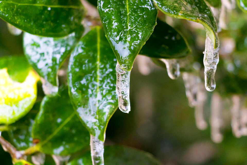 Cold winter