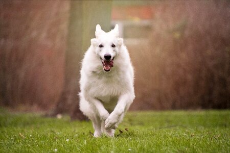 Pet animal schäfer dog photo