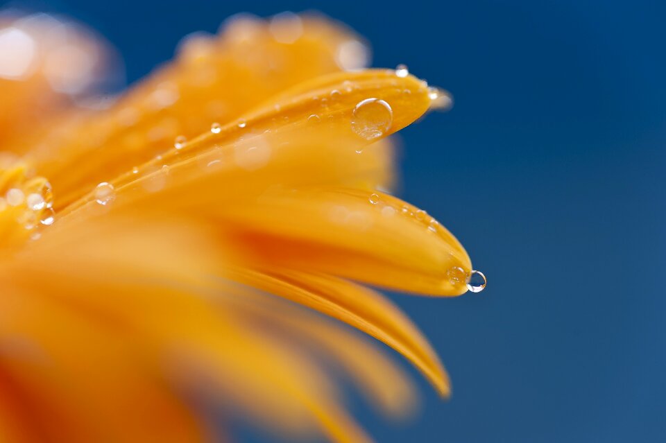 Flower water-drop Free photos