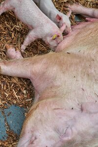 Piglet funny young animals