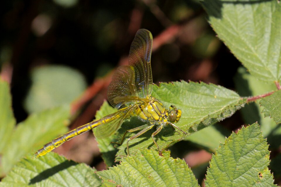 Plant animal world dragonfly