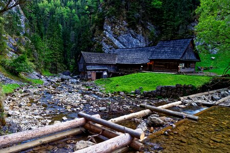 Nature wooden forest