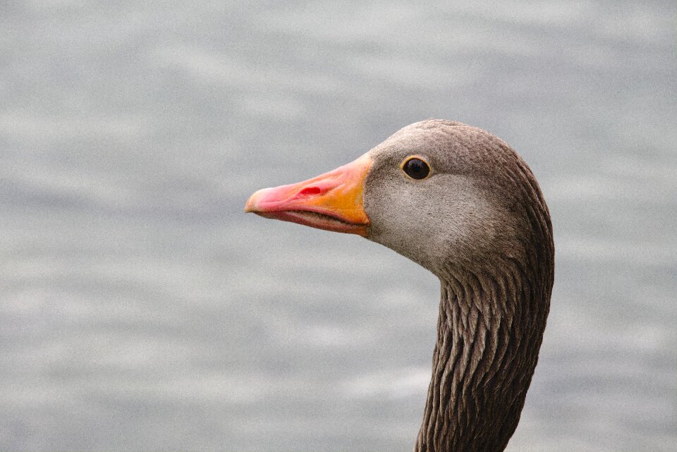 Duck water bird feather