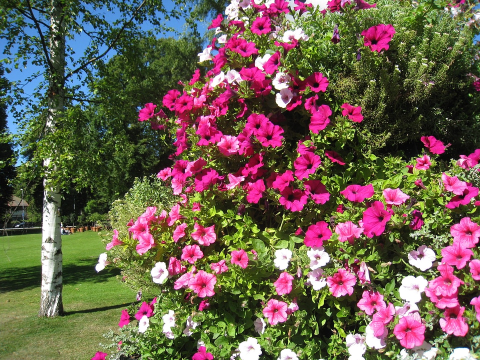 Flowers colors tree
