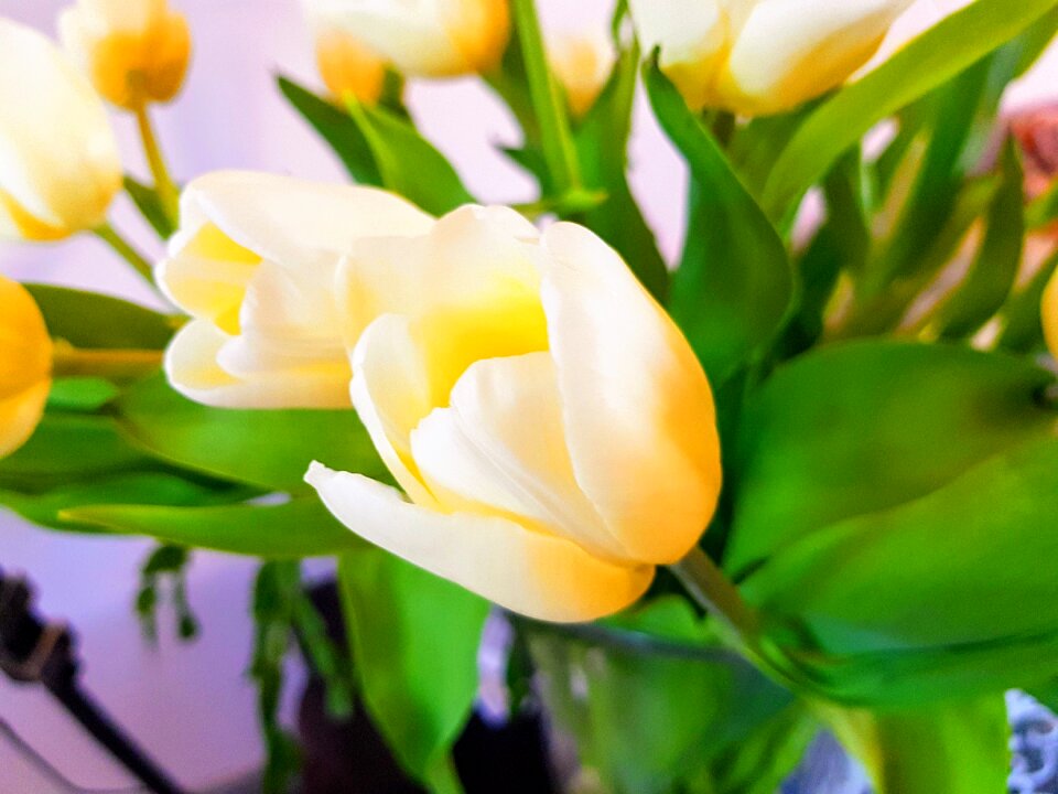 Flower tulip spring