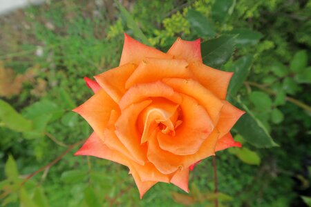 Orange roses nature plant