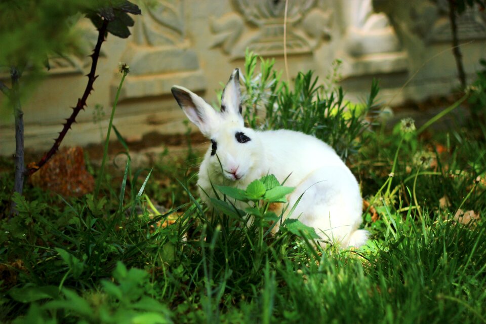 Grass nature cute