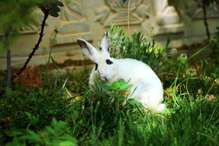 Grass nature cute