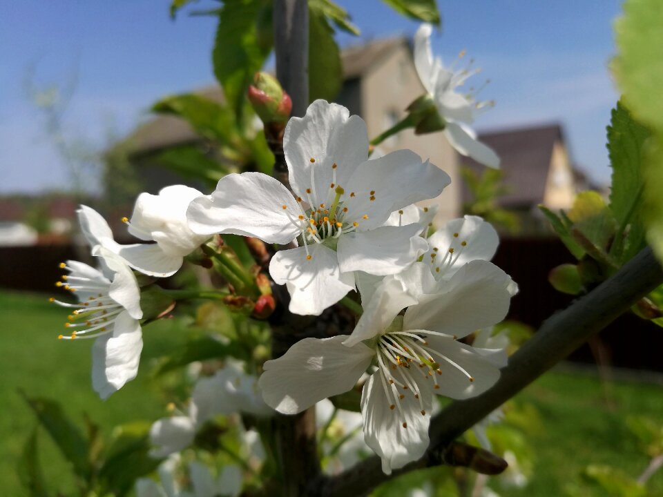 Spring bloom flower