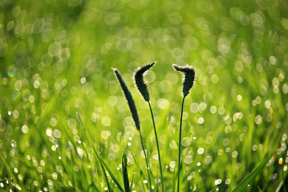 Weed morgentau green