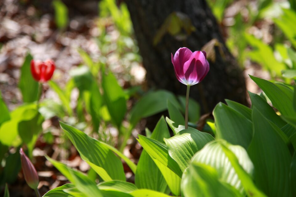 Leaf outdoors spring