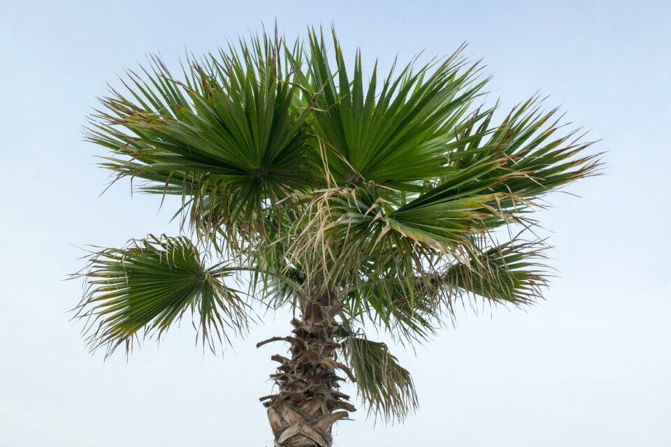 Arecaceae tree palma