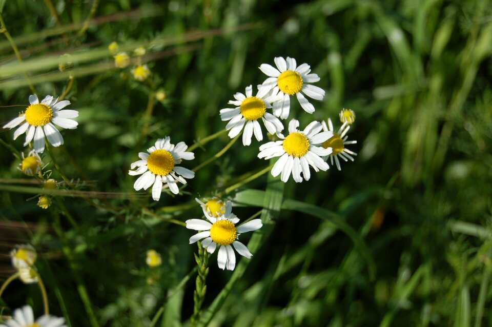 Chamomile matricaria chamomilla Free photos
